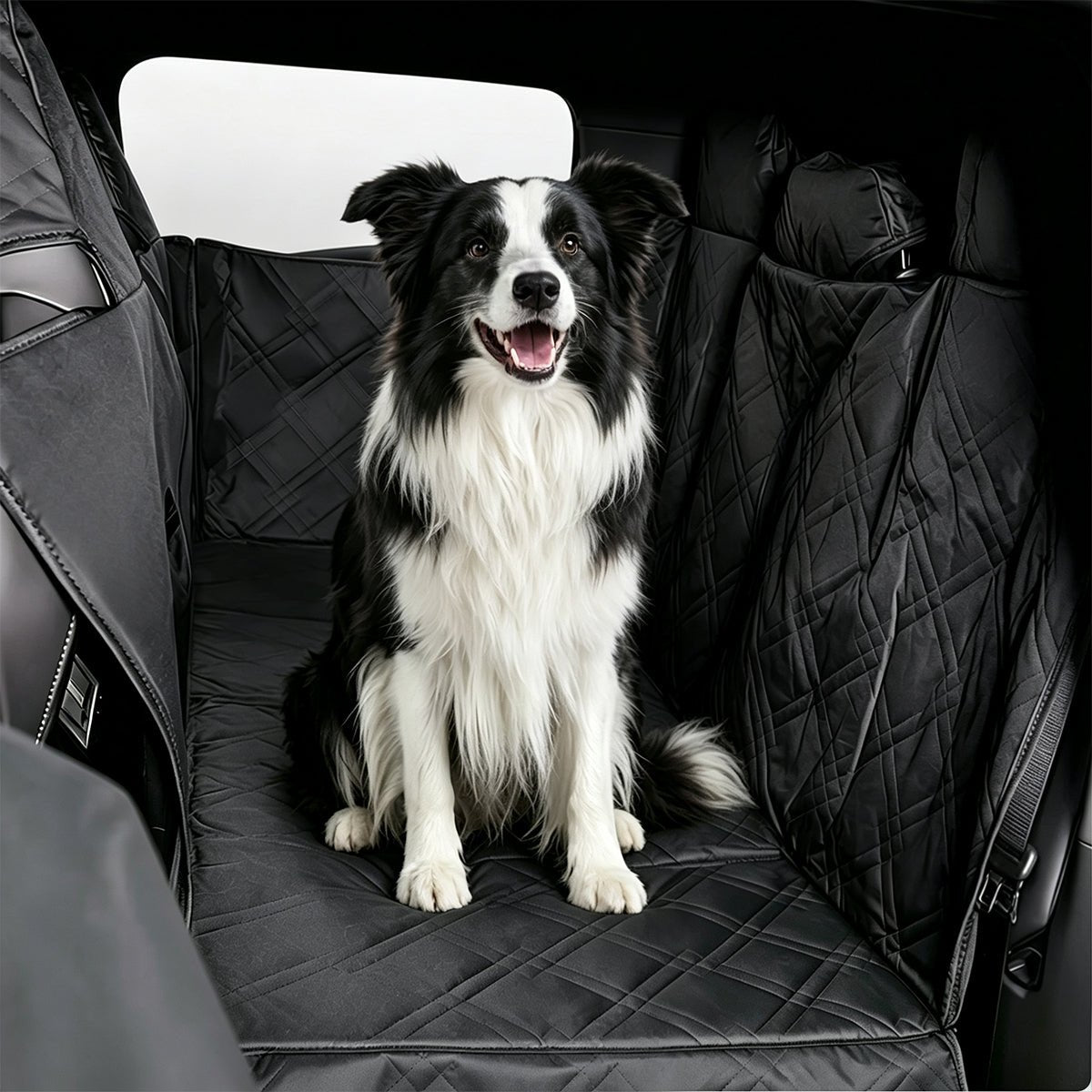 Pet Accessories - T-Launch